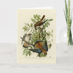 American Sparrow Hawk - Audubon's Birds of America Card