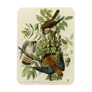 American Sparrow Hawk - Audubon's Birds of America Magnet