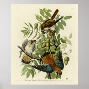 American Sparrow Hawk - Audubon's Birds of America Poster