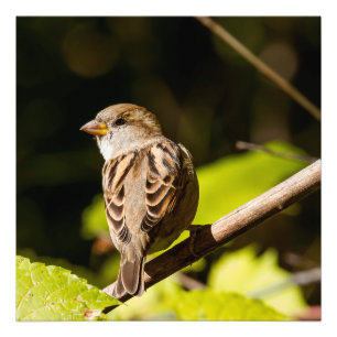 American Sparrow Photography Square Print