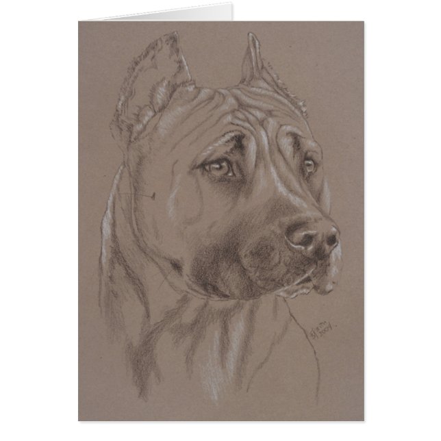 American Staffordshire Terrier (Front)