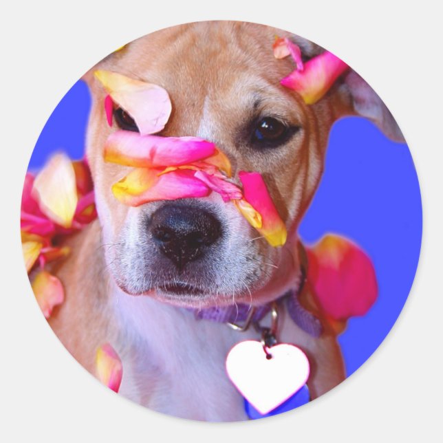 American Staffordshire Terrier Boxer Mix Puppy Dog Classic Round Sticker (Front)