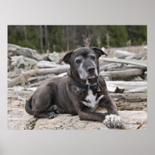 American Staffordshire Terrier - Fine Art Print