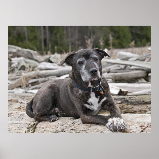 American Staffordshire Terrier - Fine Art Print (Front)