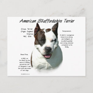 American Staffordshire Terrier History, Postcard