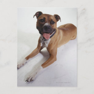 American Staffordshire Terrier lying down, Postcard