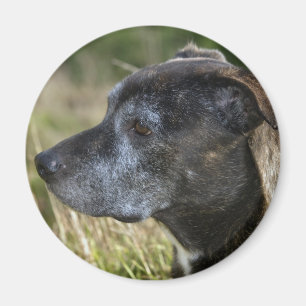 American Staffordshire Terrier Magnet