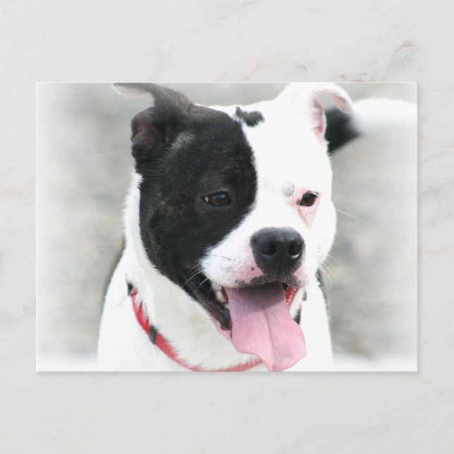 American Staffordshire Terrier Postcard (Front)