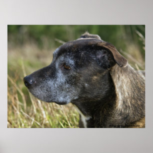 American Staffordshire Terrier Prints