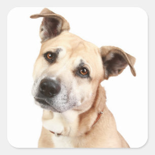 American Staffordshire Terrier Puppy Dog Stickers