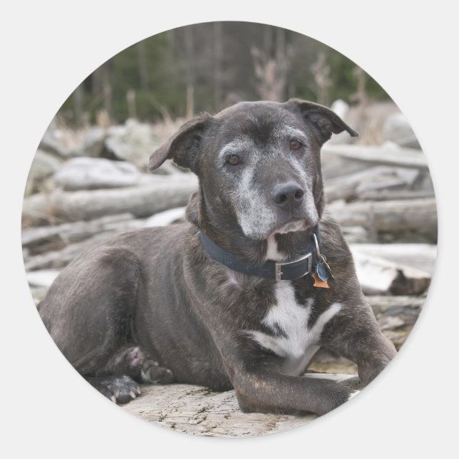 American Staffordshire Terrier - Sticker (Front)