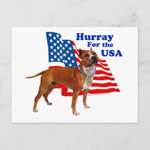 American Staffordshire Terrier USA Postcard