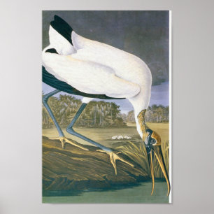 American Stork by John James Audubon Poster