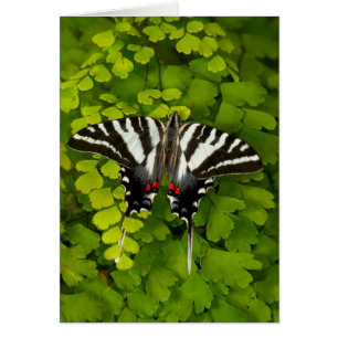American Swallowtail Butterfly