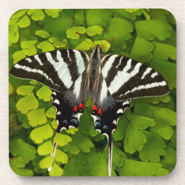 American Swallowtail Butterfly Coaster (Front)