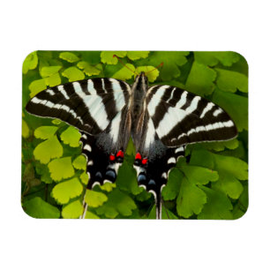 American Swallowtail Butterfly Magnet