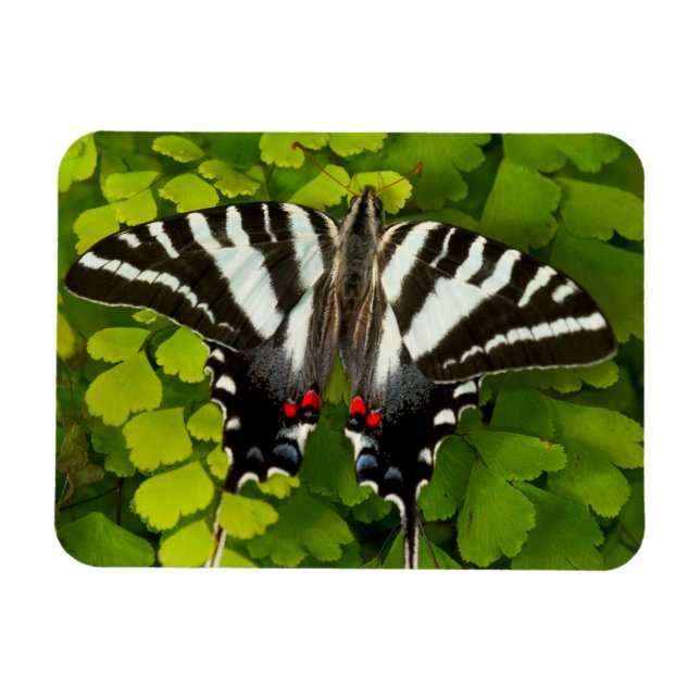 American Swallowtail Butterfly Magnet (Horizontal)