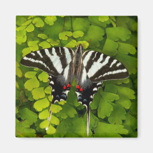 American Swallowtail Butterfly Magnet