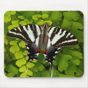 American Swallowtail Butterfly Mouse Pad