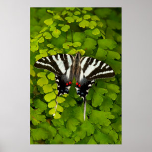 American Swallowtail Butterfly Poster