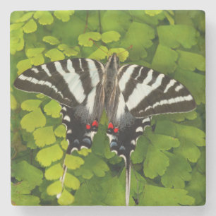 American Swallowtail Butterfly Stone Coaster