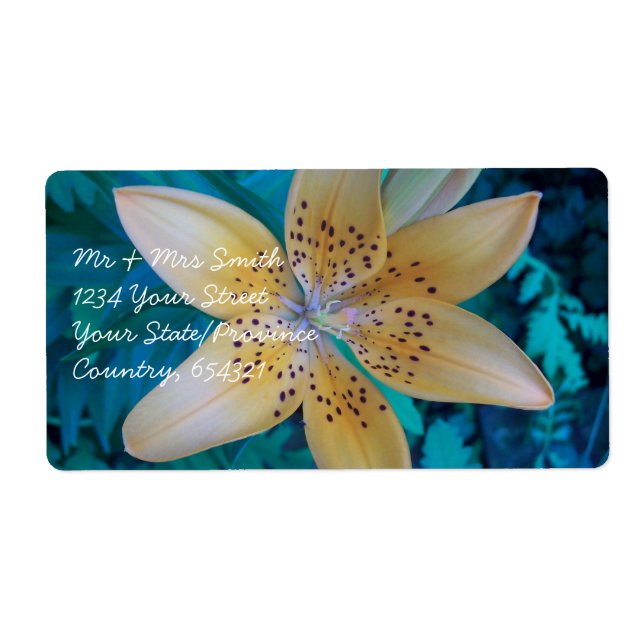 American Tiger Lily (Front)