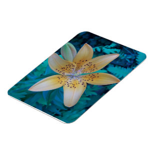 American Tiger Lily Magnet