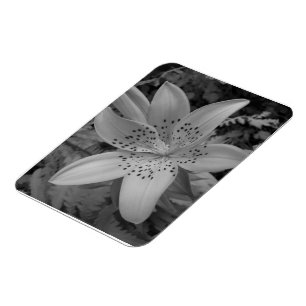 American Tiger Lily Magnet
