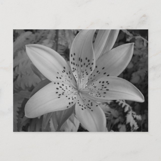 American Tiger Lily Postcard (Front)