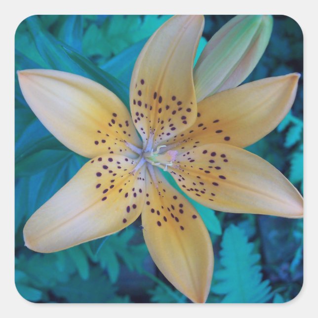 American Tiger Lily Square Sticker (Front)