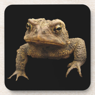 American Toad Coaster