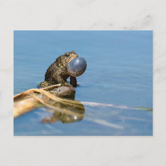 American Toad Postcard