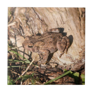 American Toad Tile