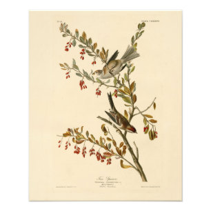 American Tree Sparrow, Audubon's Birds of America  Photo Print