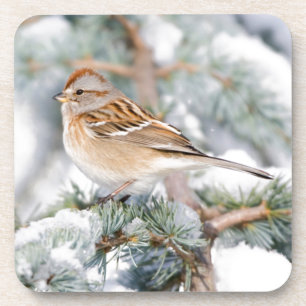 American Tree Sparrow in winter Coaster