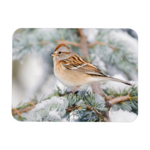 American Tree Sparrow in winter Magnet