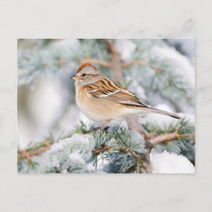 American Tree Sparrow in winter Postcard