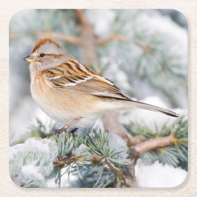 American Tree Sparrow in winter Square Paper Coaster (Front)