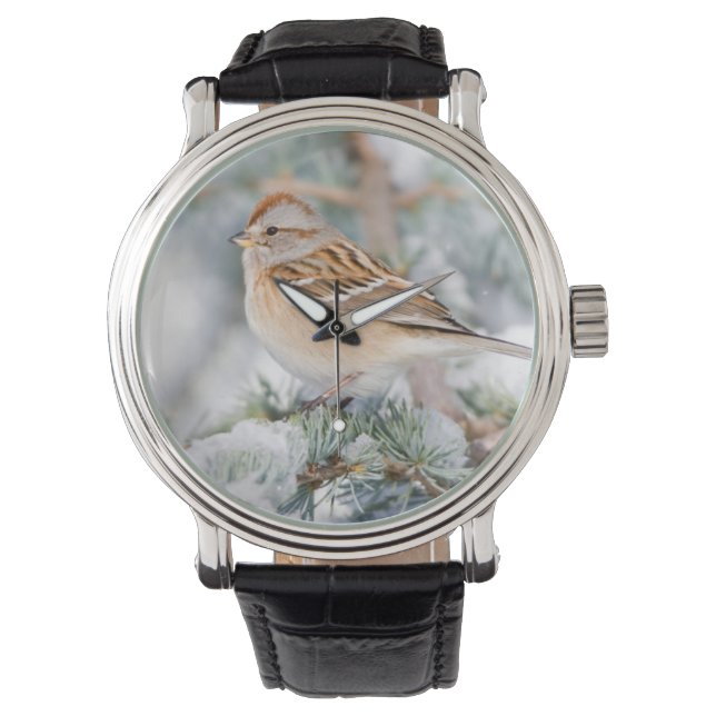 American Tree Sparrow in winter Watch (Front)