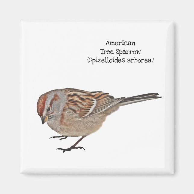 American Tree Sparrow Magnet (Front)