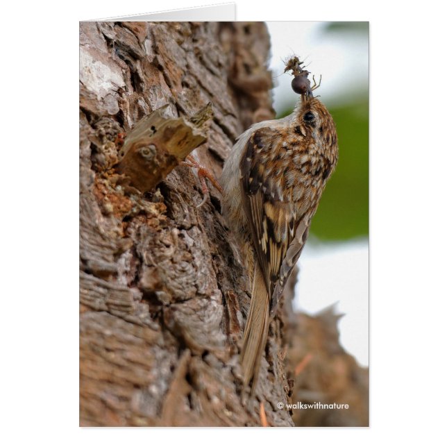 American Treecreeper with Bug (Front)