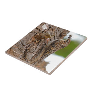 American Treecreeper with Bug Ceramic Tile