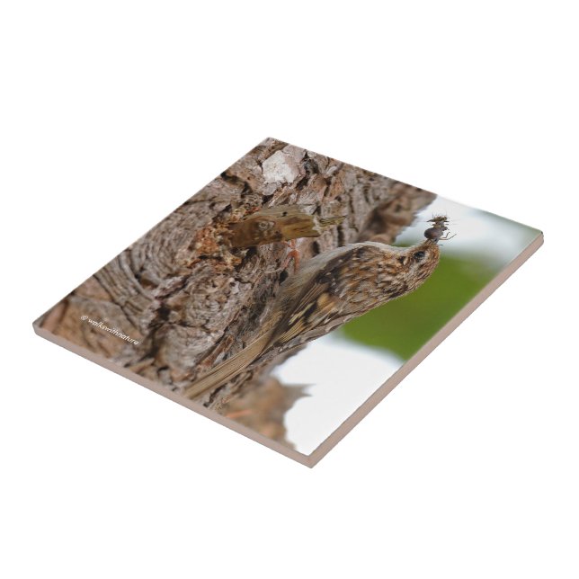American Treecreeper with Bug Ceramic Tile (Side)