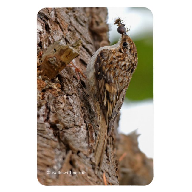 American Treecreeper with Bug Magnet (Vertical)
