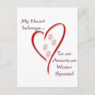 American Water Spaniel Heart Belongs Postcard