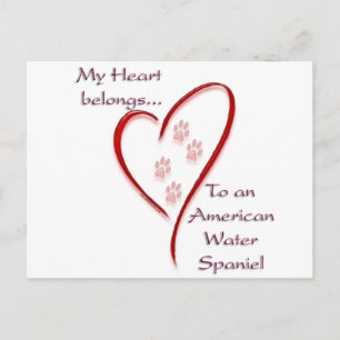 American Water Spaniel Heart Belongs Postcard