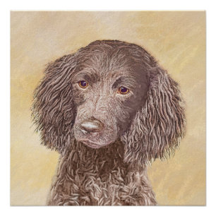 American Water Spaniel Painting - Original Dog Art Poster