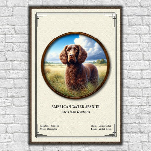 American Water Spaniel Zoology Series Poster