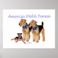 American Welsh Terriers