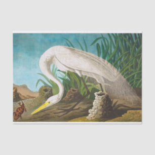 American White Heron by John James Audubon Tissue Paper